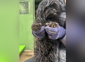 Black, 7 Monate, 25cm sucht seinen Kuschelplatz