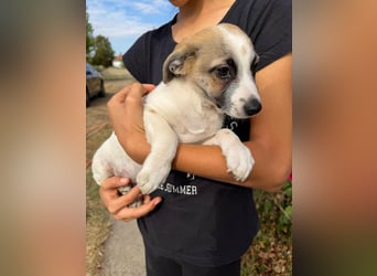 Louis, geboren 05.07.2026, 24cm sucht sein Körbchen