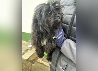 Black, 7 Monate, 25cm sucht seinen Kuschelplatz