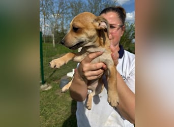 Zizi, geboren 01.01.2026, 23cm sucht ihr Körbchen