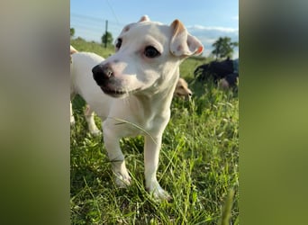Zeno, geb. 01.2026, 25cm sucht seine Menschen