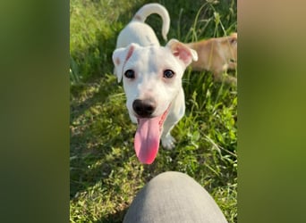 Zeno, geb. 01.2026, 25cm sucht seine Menschen