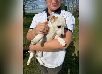 Zorka, geboren 01.01.2026, 25cm sucht ihr Glück