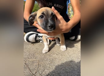 Lea, geboren 05.07.2026, 20cm sucht ihre Chance