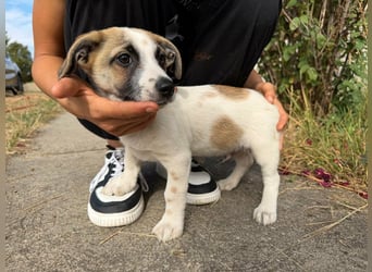 Louis, geboren 05.07.2026, 24cm sucht sein Körbchen