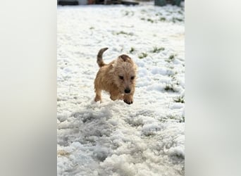 Kaboca, geboren 25.09.2025, 22cm sucht ihr Für-immer-Zuhause