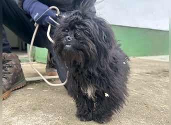 Black, 7 Monate, 25cm sucht seinen Kuschelplatz