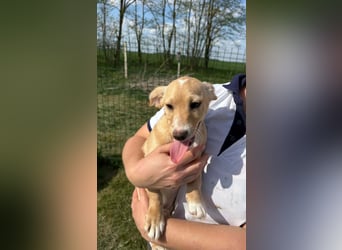 Zigi, geboren 01.01.2026, 25cm sucht seine Familie