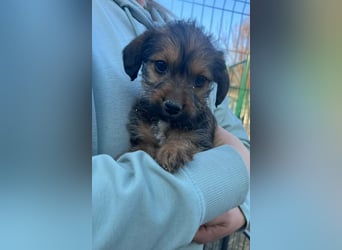 Jolie, geboren 19.01.2026 sucht ihr Zuhause