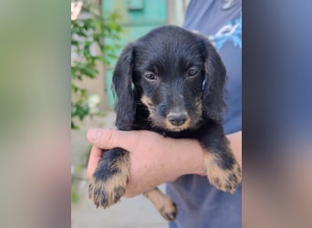 Paul, geboren 27.03.2026, 18cm sucht sein Körbchen