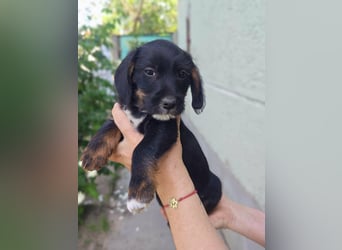 Pablo, geboren 27.03.2026, 21cm sucht sein Zuhause