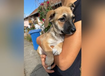 Lara, geboren 05.07.2026, 22cm sucht ihr für immer Zuhause