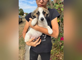 Louis, geboren 05.07.2026, 24cm sucht sein Körbchen