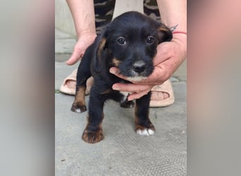Pablo, geboren 27.03.2026, 21cm sucht sein Zuhause
