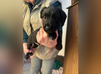 Deni, geboren 10.11.2025, 22cm sucht sein Körbchen