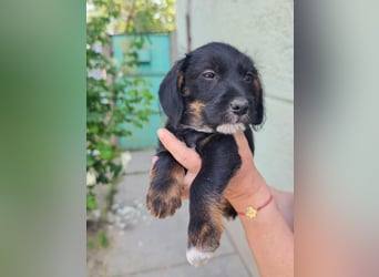 Pablo, geboren 27.03.2026, 21cm sucht sein Zuhause