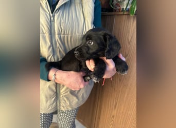 Deni, geboren 10.11.2025, 22cm sucht sein Körbchen