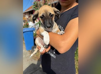 Lea, geboren 05.07.2026, 20cm sucht ihre Chance