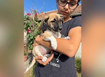Lea, geboren 05.07.2026, 20cm sucht ihre Chance