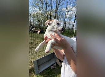 Zorka, geboren 01.01.2026, 25cm sucht ihr Glück