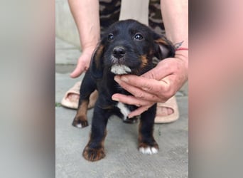 Pablo, geboren 27.03.2026, 21cm sucht sein Zuhause