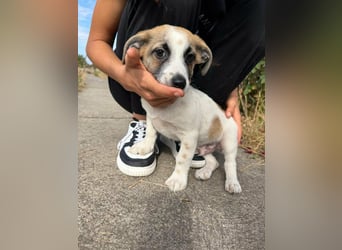 Louis, geboren 05.07.2026, 24cm sucht sein Körbchen