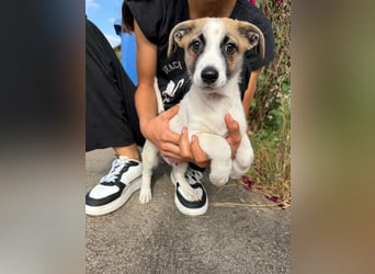 Louis, geboren 05.07.2026, 24cm sucht sein Körbchen