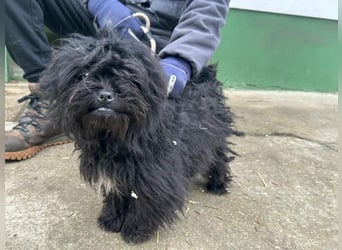 Black, 7 Monate, 25cm sucht seinen Kuschelplatz