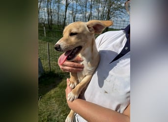 Zigi, geboren 01.01.2026, 25cm sucht seine Familie