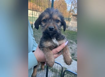 Jolie, geboren 19.01.2026 sucht ihr Zuhause