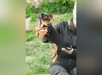 Nika, geboren 01.12.2025, 23cm sucht ihre Chance