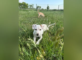 Zeno, geb. 01.2026, 25cm sucht seine Menschen