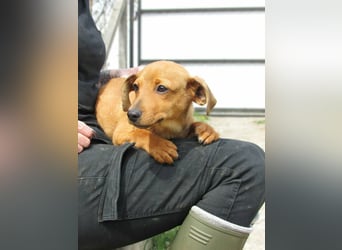 Norman, geboren 01.12.2025, 24cm sucht sein Glück