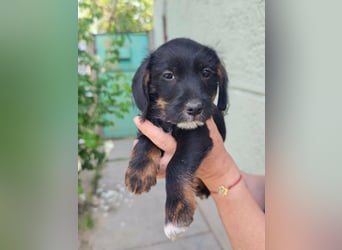 Pablo, geboren 27.03.2026, 21cm sucht sein Zuhause