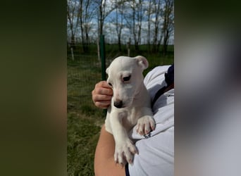 Zeno, geboren 01.01.2026, 25cm sucht seine Menschen