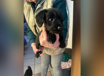 Deni, geboren 10.11.2025, 22cm sucht sein Körbchen