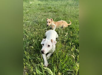 Zeno, geb. 01.2026, 25cm sucht seine Menschen