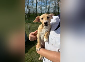 Zigi, geboren 01.01.2026, 25cm sucht seine Familie