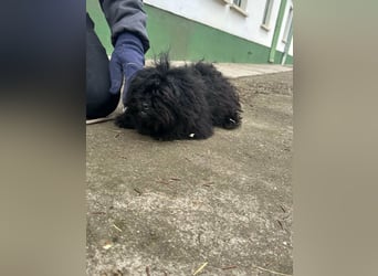 Black, 7 Monate, 25cm sucht seinen Kuschelplatz