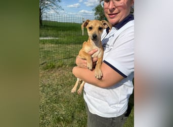 Zizi, geboren 01.01.2026, 23cm sucht ihr Körbchen
