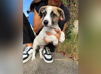 Louis, geboren 05.07.2026, 24cm sucht sein Körbchen