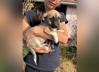 Lea, geboren 05.07.2026, 20cm sucht ihre Chance
