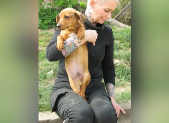 Norman, geboren 01.12.2025, 24cm sucht sein Glück