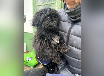 Black, 7 Monate, 25cm sucht seinen Kuschelplatz