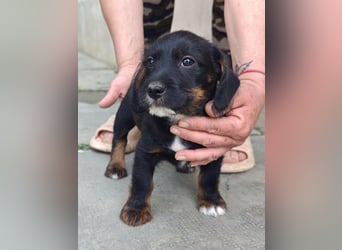 Pablo, geboren 27.03.2026, 21cm sucht sein Zuhause