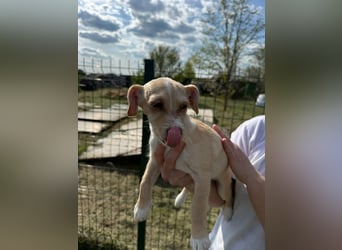 Zserbo, geboren 01.01.2026, 24cm sucht ihr Glück