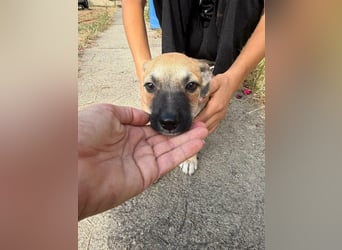 Lara, geboren 05.07.2026, 22cm sucht ihr für immer Zuhause