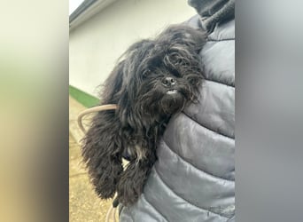 Black, 7 Monate, 25cm sucht seinen Kuschelplatz