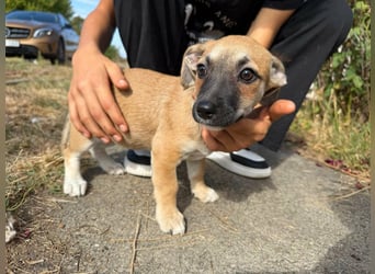 Lara, geboren 05.07.2026, 22cm sucht ihr für immer Zuhause