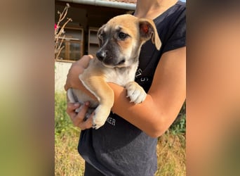 Lara, geboren 05.07.2026, 22cm sucht ihr für immer Zuhause